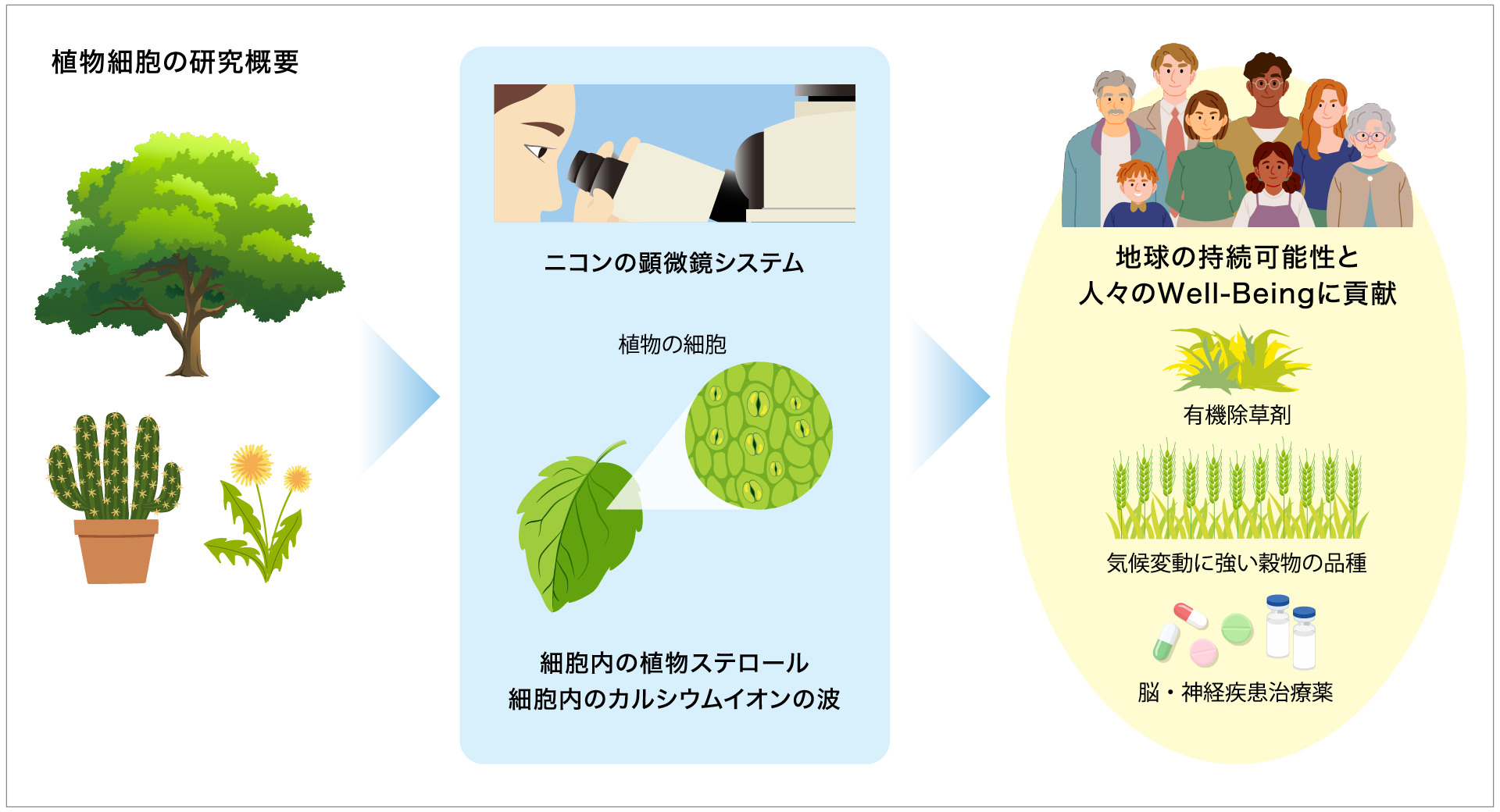植物細胞の研究概要